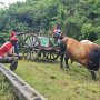 Compétition des boeufs tirants, une tradition au coeur de la campagne du Gosier