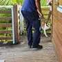 Opération de ramassage d'animaux errants : plusieurs quartiers du Gosier concernés