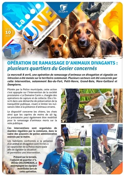 Opération de ramassage d'animaux errants : plusieurs quartiers du Gosier concernés