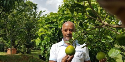 Nomad' Plantes ou la plantation d'arbres fruitiers en pot par l'AJSF