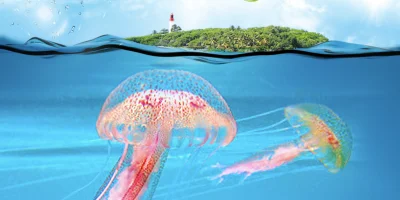 Vigilance méduses : plan d'eau entre la plage de la Datcha et l'îlet du Gosier