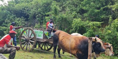 Compétition des boeufs tirants, une tradition au coeur de la campagne du Gosier