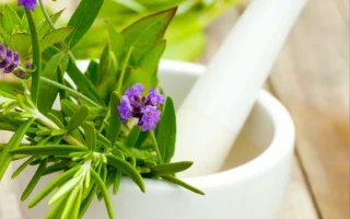 Conférence Santé & Plantes Médicinales avec l'AJSF