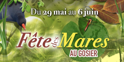 La fête des mares au Gosier : valoriser le patrimoine naturel