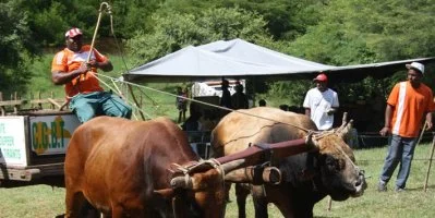 Compétition de boeufs tirants, une tradition de la Fête patronale du Gosier