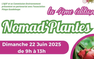 Nomad' Plantes pour découvrir et s'approprier le pitaya