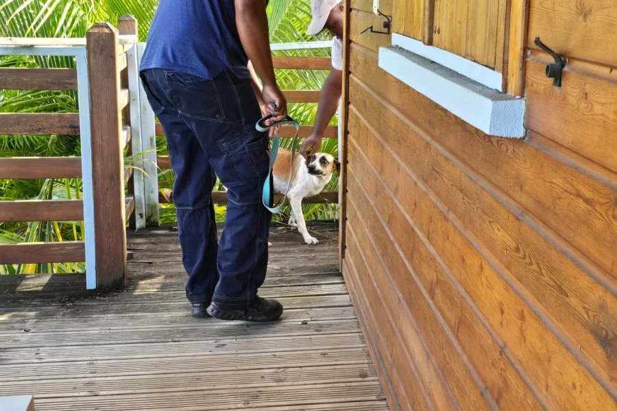 Opération de ramassage d'animaux errants : plusieurs quartiers du Gosier concernés