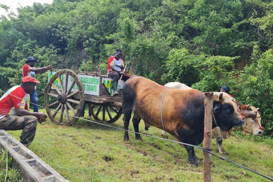 Compétition des boeufs tirants, une tradition au coeur de la campagne du Gosier