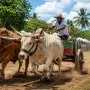 Grand Prix de la Caisse Locale du Crédit Agricole Mutuel du Gosier