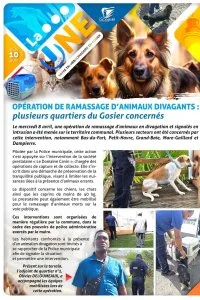 Opération de ramassage d'animaux errants : plusieurs quartiers du Gosier concernés