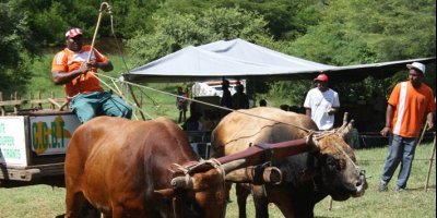 Compétition de boeufs tirants, une tradition de la Fête patronale du Gosier
