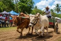 Grand Prix de la Caisse Locale du Crédit Agricole Mutuel du Gosier