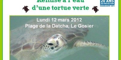 Remise à l'eau d'une tortue verte