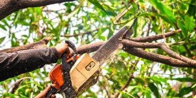 Élagage obligatoire en période cyclonique