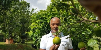 Nomad' Plantes ou la plantation d'arbres fruitiers en pot par l'AJSF