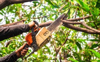 Élagage obligatoire en période cyclonique