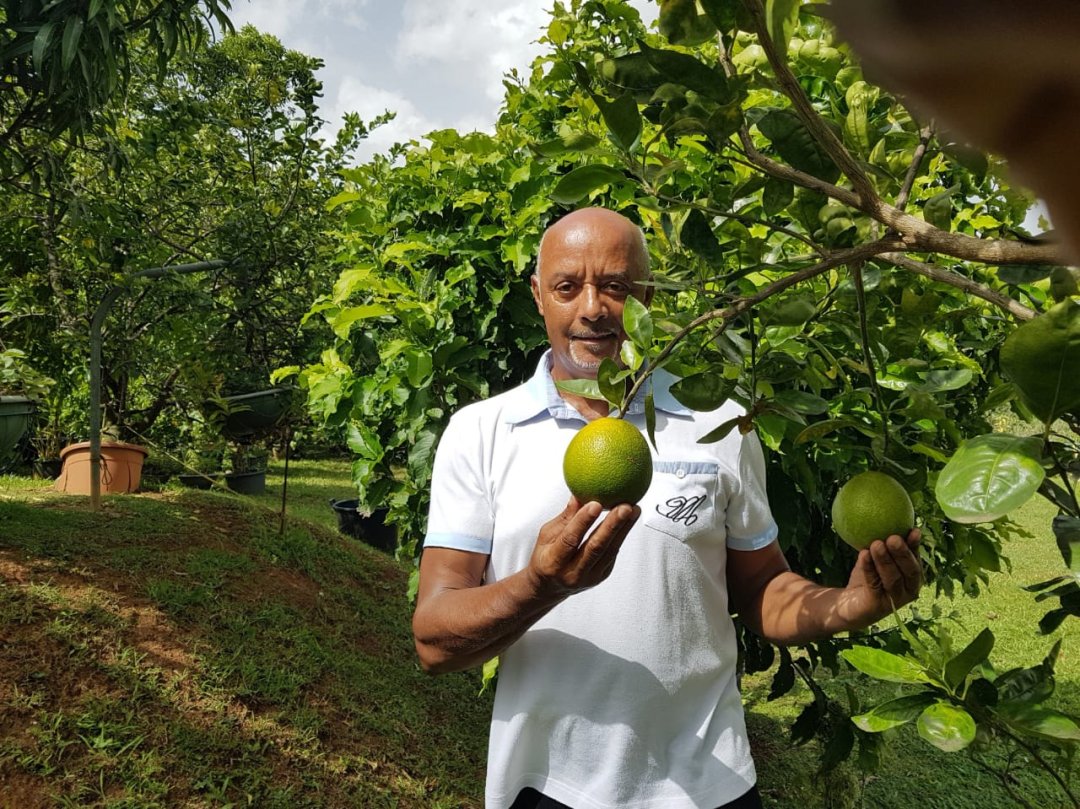 Tout savoir sur la plantation des arbres fruitiers - M6